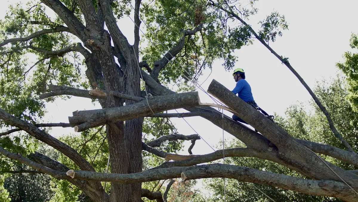Professional Crown Thinning performed by certified arborists in Ringling